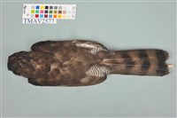 鳳頭蒼鷹藏品圖，第11張